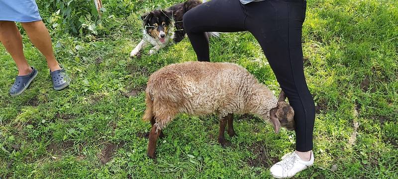 Opuštěná zvířata, která našla nový domov v Čeřeništi, navštívila známá herečka Ivana Chýlková.