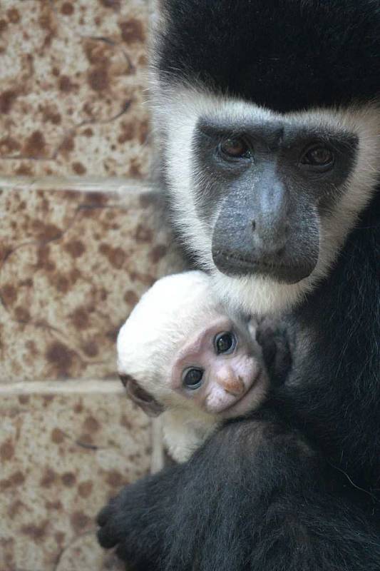 Opičí mláďata v ústecké zoo. Gueréza pláštíková.