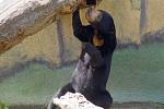 Den medových medvědů v ústecké zoo.