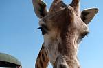 Zoo Ústí nad Labem - ilustrační foto. Žirafa Rotschildova