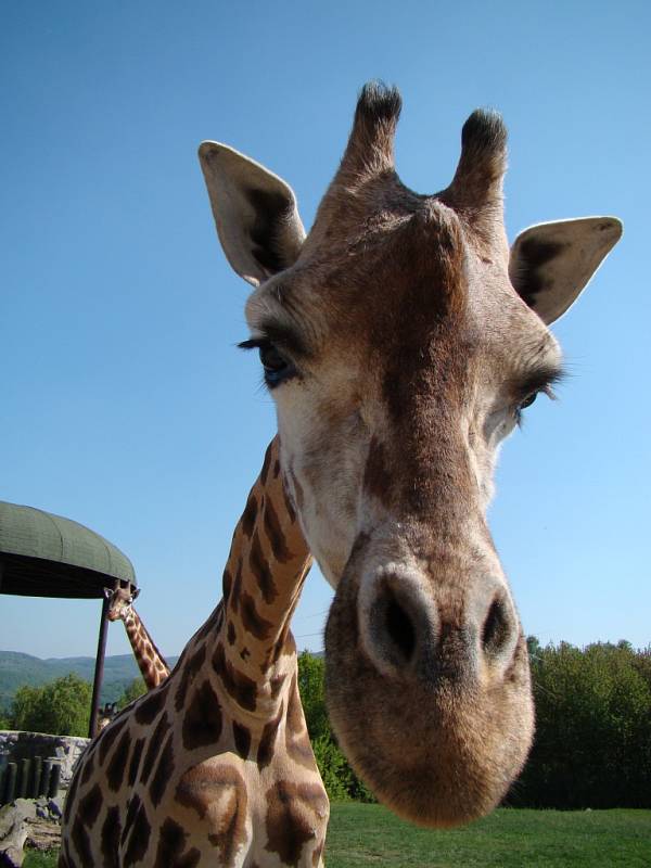 Zoo Ústí nad Labem - ilustrační foto. Žirafa Rotschildova