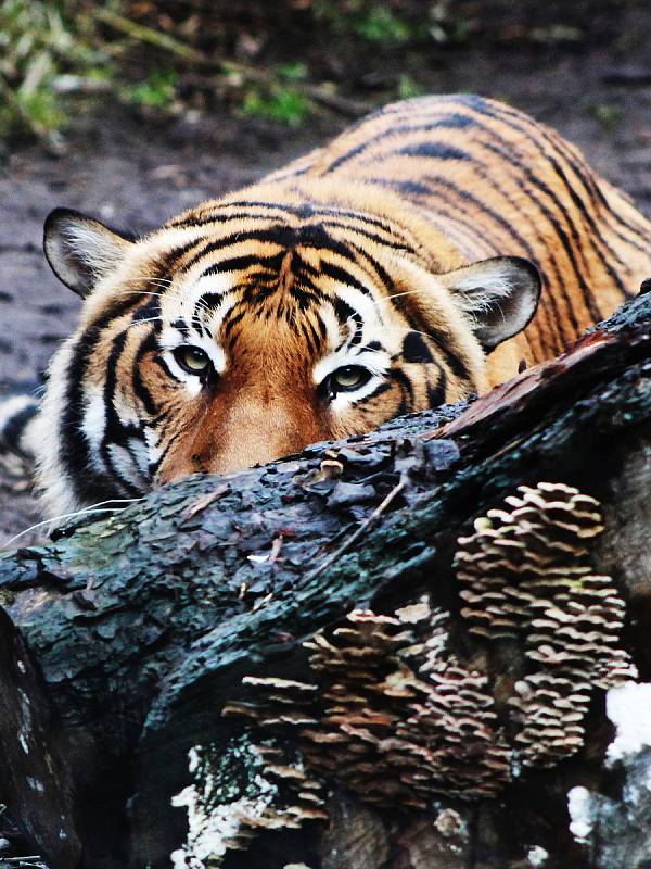 Také ZOO v Ústí nad Labem musí být kvůli opatřením proti šíření koronaviru uzavřena. Deník se tam vydal na návštěvu.