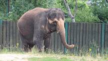Zoo Ústí nad Labem - slon indický