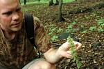 Kruštík ostrokvětý je nenápadná, zato v Česku velmi vzácná orchidej. 