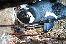 Mládě tučňáka brýlového v ústecké zoo