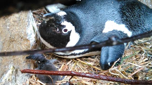 Mládě tučňáka brýlového v ústecké zoo