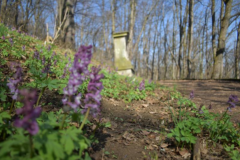 Křížová cesta v Chlumci vede příjemnou lesní cestou od kostela svatého Havla na Horku ke kapli Nejsvětější Trojice. Tvoří ji 14 výklenkových kapliček na kamenných soklech.