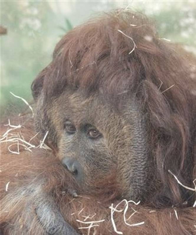 Orangutan Ferda v ústecké zoo.