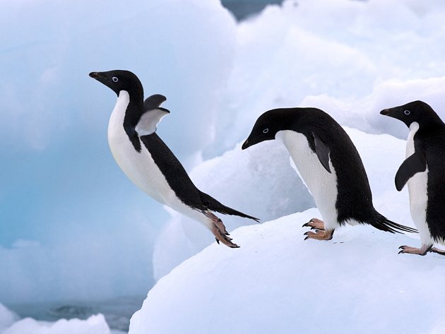 Podobnost s lidmi vykazují i tučňáci.