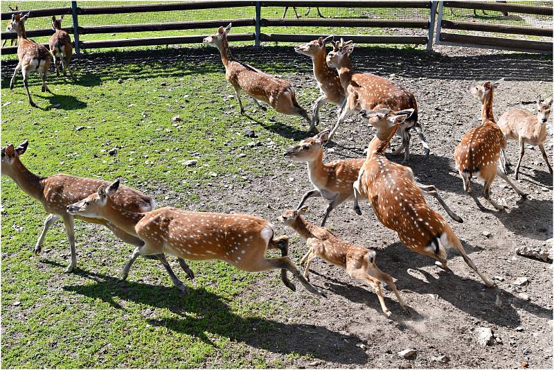 Ústecká zoo se po pandemii konečně probouzí. Byli jsme se tam podívat.