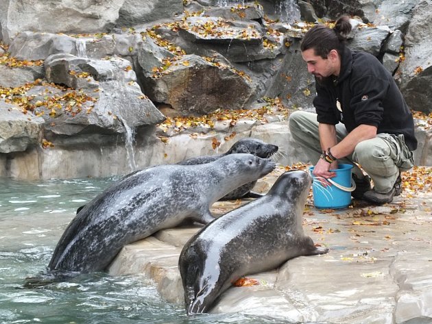 Tuleního samce Juniora musela (uprostřed) ústecká zoo utratit. 