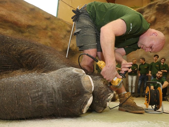 NA PEDIKÚŘE byla slonice Kala z  ústecké zoologické zahrady. O její nohy se postarali ošetřovatelé Petr Kiebel a Jan Javůrek.