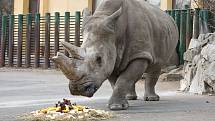 Seniorka Zamba oslavila 38 let chovu nosorožců tuponosých v ústecké zoo.