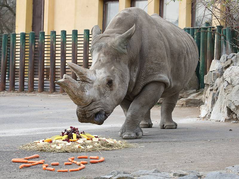 Seniorka Zamba oslavila 38 let chovu nosorožců tuponosých v ústecké zoo.