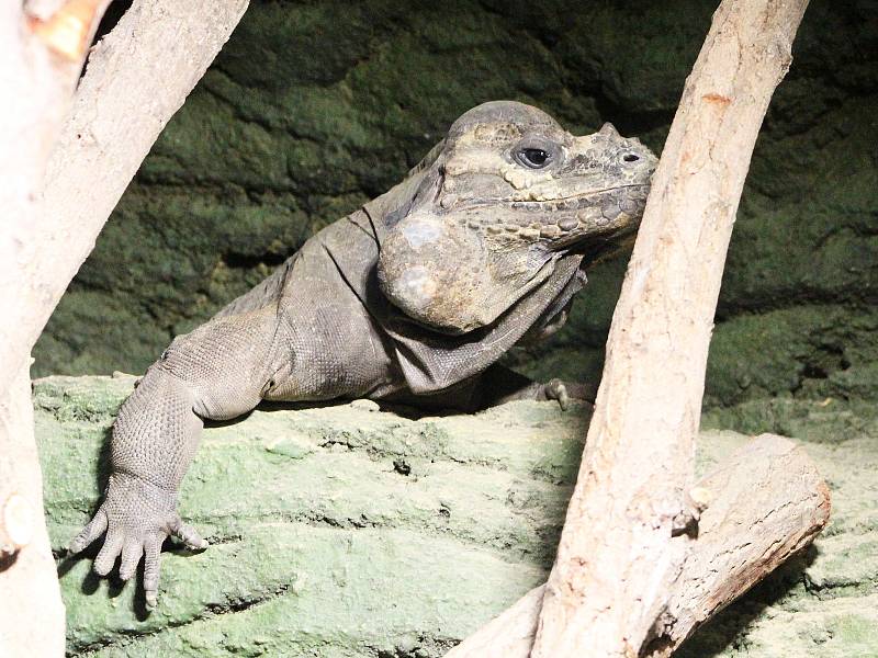 Také ZOO v Ústí nad Labem musí být kvůli opatřením proti šíření koronaviru uzavřena. Deník se tam vydal na návštěvu.