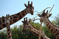 Zoo Ústí nad Labem - ilustrační foto. Žirafa Rotschildova