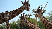 Zoo Ústí nad Labem - ilustrační foto. Žirafa Rotschildova