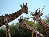 Zoo Ústí nad Labem - ilustrační foto. Žirafa Rotschildova