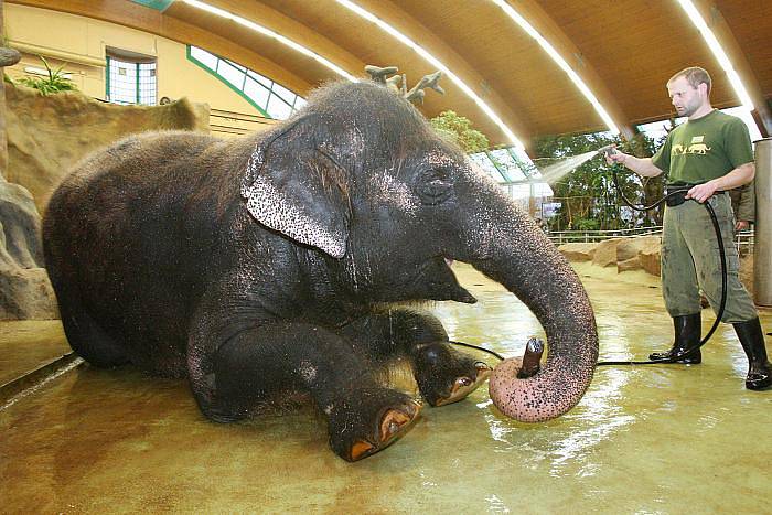 Bude chov slonů v Ústí pokračovat? To není jasné. Zoo totiž na podobnou investici zatím chybí peníze. Pokud chov skončí, Kala a Delhi tu pouze dožijí a tím skončí jedna slavná éra ústeckého chovu zvířat. 