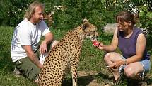 Roman Nešetřil ze zoologické zahrady s gepardicí Jane
