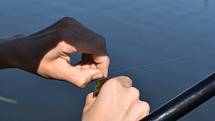 Kontrolní odlov ryb: Malí amuři rostou doslova jako z vody.
