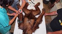 Vyšetření orangutana Budiho.
