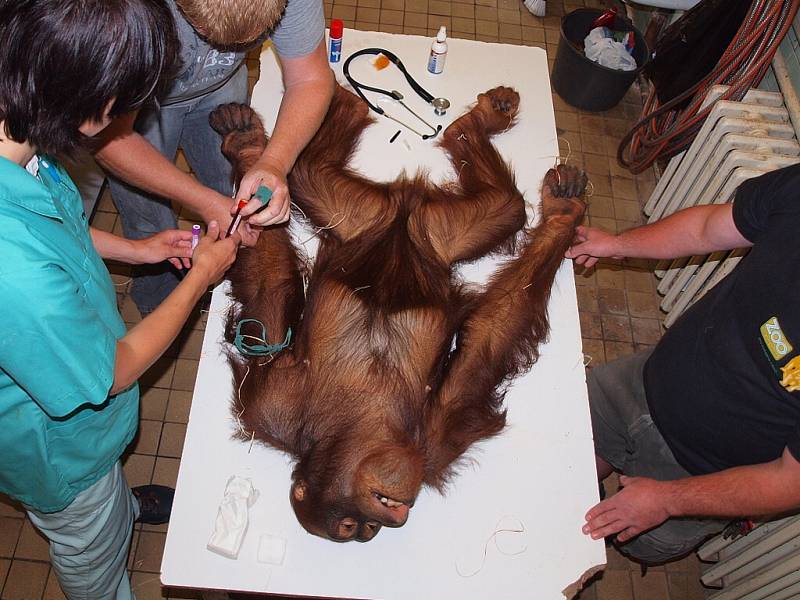 Vyšetření orangutana Budiho.