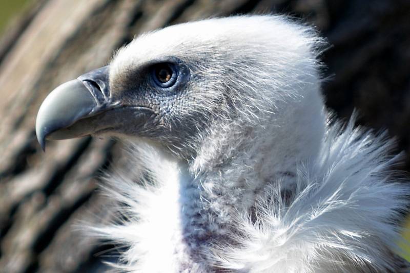 Sup himalájský v ústecké zoologické zahradě