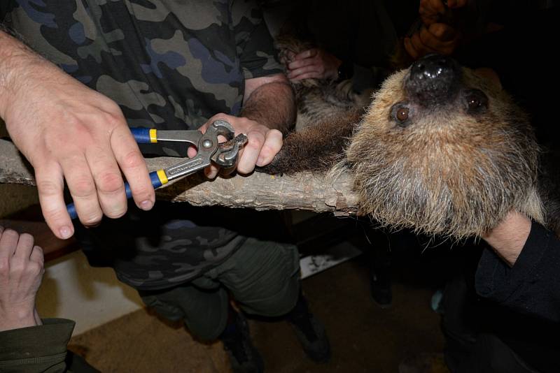 Zastříhávat přerostlé drápy některým zvířatům v ústecké zoo není žádná legrace. Přesvědčili se o tom chovatelé, když chtěli upravit končetiny samečkovi kuskusa medvědího a dvěma starým lenochodím dámám, Pražandě a Babulce.