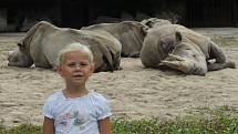  Za exotikou nemusíte jezdit daleko. Stačí vyrazit na safari do Dvora Králové. Na obrázku, který zaslala Vladimíra Hofmanová z Ústí nad Labem, je její vnučka Terezka.