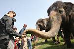 V indických barvách si vyšly na procházku slonice ústecké zoo. V rámci školní akce o Barmě je nakrmili žáci školy Anežky České.