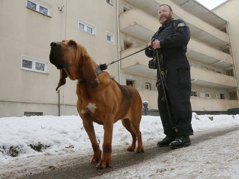 Psovod Jörg Kempe a fenka Hipi při pátrání po pohřešované Míše Patricii Muzikářové.