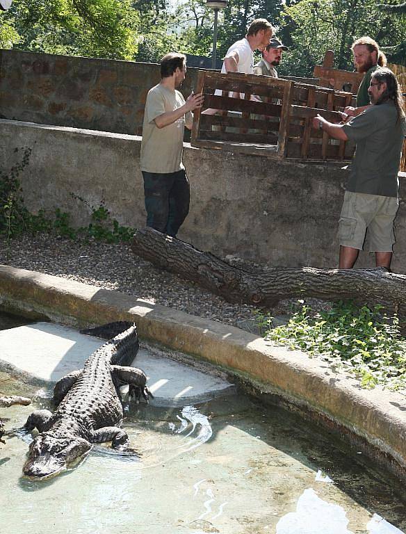 Aligátor z ústecké zoo už je zase ve svém výběhu