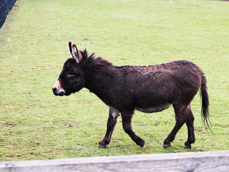 První den po znovuotevření zoologických zahrad nepřálo počasí, přesto si fanoušci do zahrady v Chomutově cestu našli.