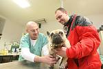 Jako veterinární asistent jsem během jednoho večera pomáhal „léčit“ nemocné čtyřnohé pacienty v litvínovské veterinární ambulanci, kam v průběhu jedné hodiny přišla desítka majitelů psů, koček i králíků.