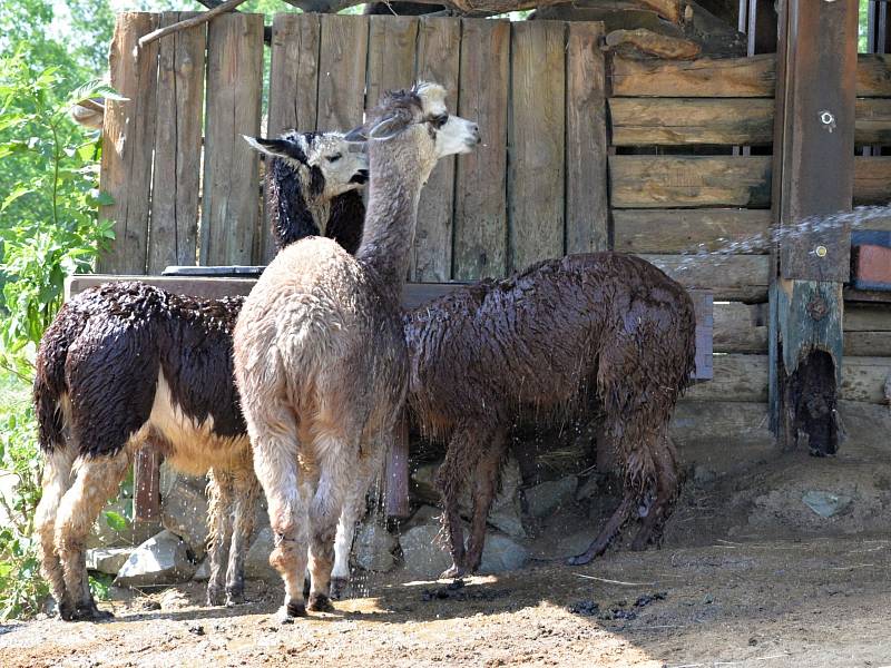 Chlazení lam v ústecké zoo