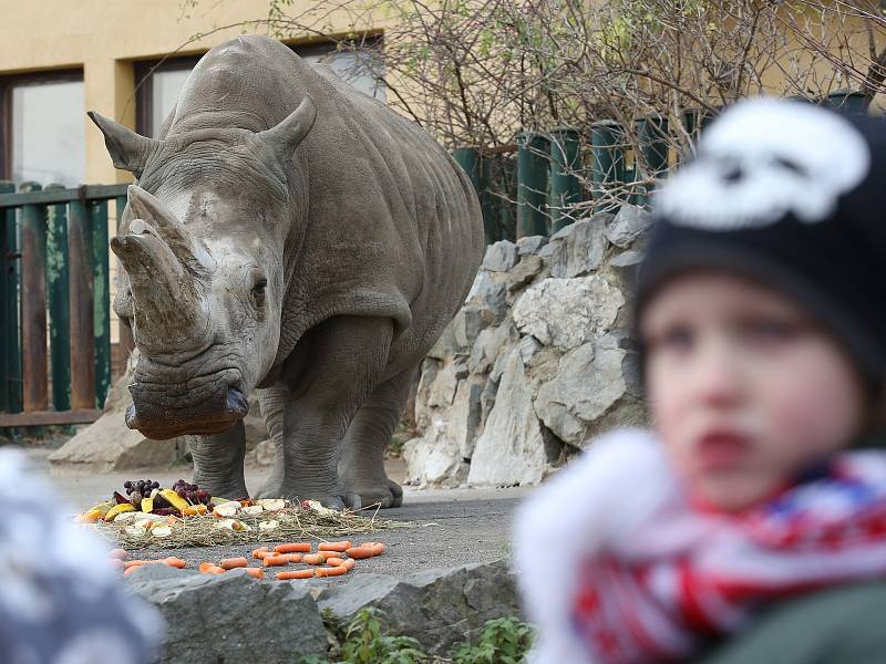 Seniorka Zamba oslavila 38 let chovu nosorožců tuponosých v ústecké zoo.