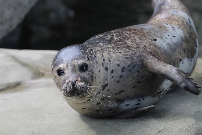 Zoo Ústí nad Labem - tuleň obecný