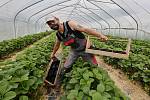 Sklizeň jahod na plantáži ve Svádově