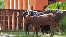 Nový africký výběh Samburu v Zoo Ústí nad Labem