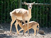 Antilopa jelení s mládětem.