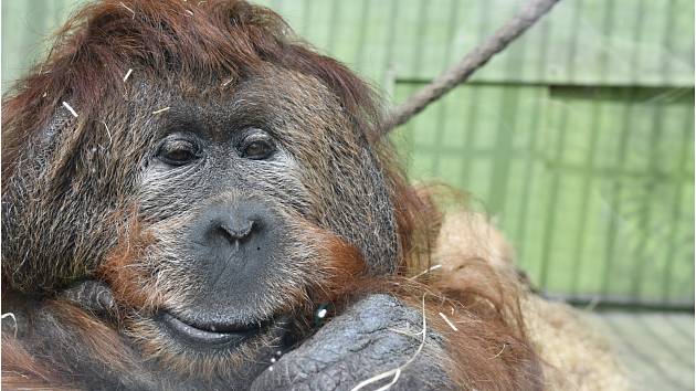 Ústecká zoo se po pandemii konečně probouzí. Byli jsme se tam podívat.