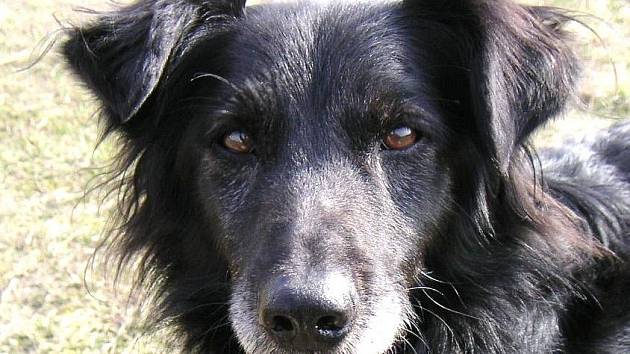 Basty, útulkový pes, se stal oblíbencem porotce soutěže Ondřeje Hejmy.