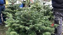 Prodej vánočních stromků v Ústí nad Labem