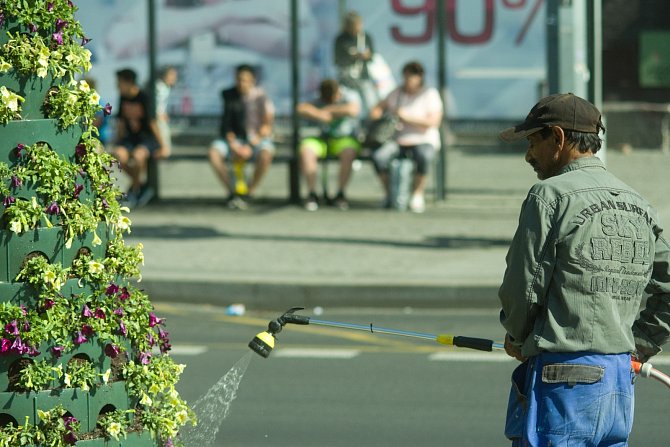 Léto se na ústeckém Mírovém náměstí přihlásilo novou květinovou výzdobou. Stovky petúnií několika hybridů jsou ve vysokých konických květináčích.