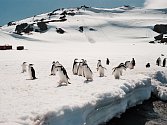 Tučňáci a čínské refugio na ostrově Nelson.