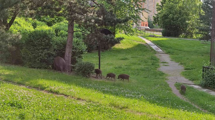 Přemnožená prasata divoká na sídlišti v Ústí nad Labem.