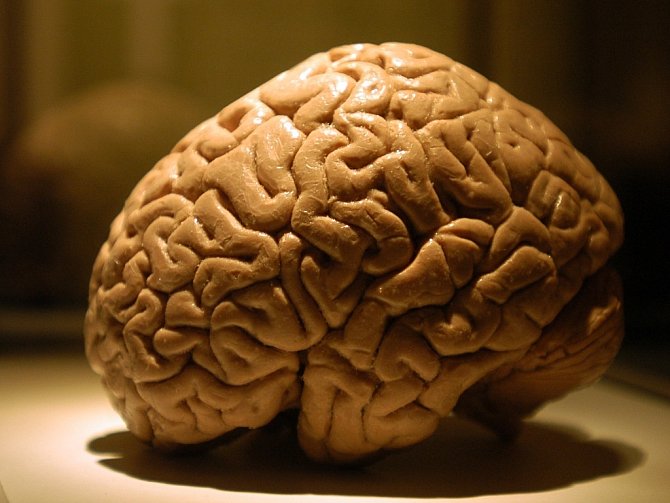 Mozek je na vrcholu své výkonnosti mezi 16. až 23. rokem vašeho života. Pak stárne.
