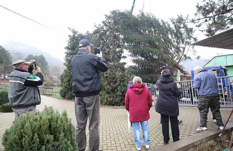 Ve středu 21. listopadu ráno byl pokácen v Mojžíři smrk ze soukromé zahrady, aby záhy skončil jako vánoční strom na Mírovém náměstí v Ústí nad Labem.