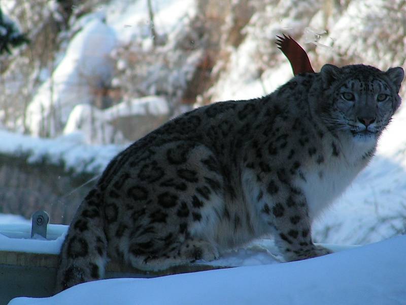 Ústecká zoo v zimě. Iustrační foto.